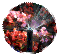 flowers in sprinkler