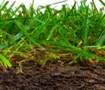 http://n.b5z.net/i/u/10007882/i/pdir/125/i/1-ladybug_lawn_grass_turf_aeration_aerating_mulching_composting_fertilizing_california.jpg?bd=6