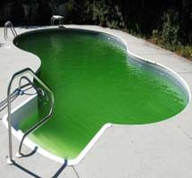 http://pooltutorials.com/images/greenpool.jpg